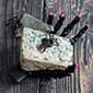 The Halloween Cheese Board Collection | iGourmet